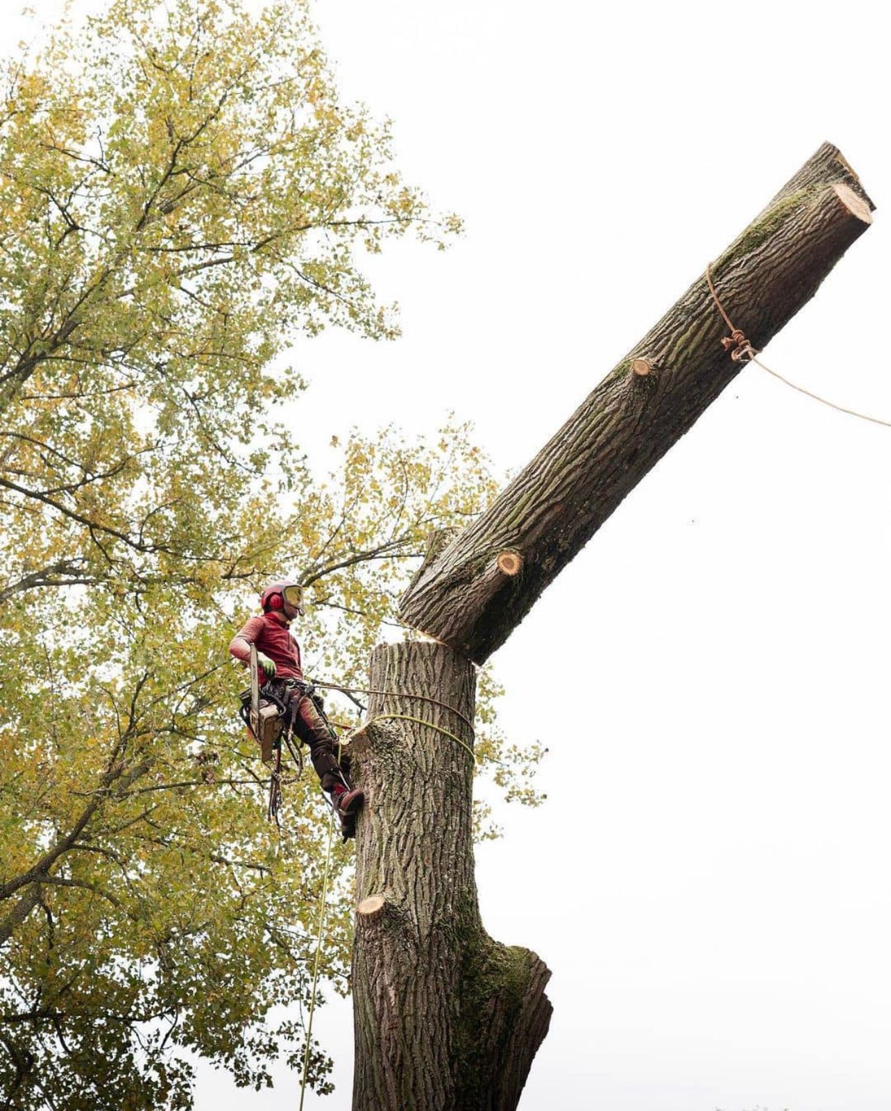 Taille de Précision